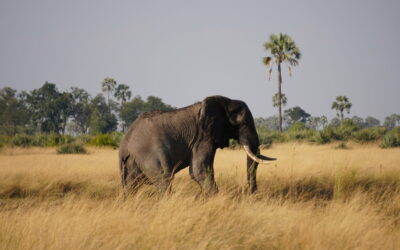 Our 139-mile Elephant Hunt